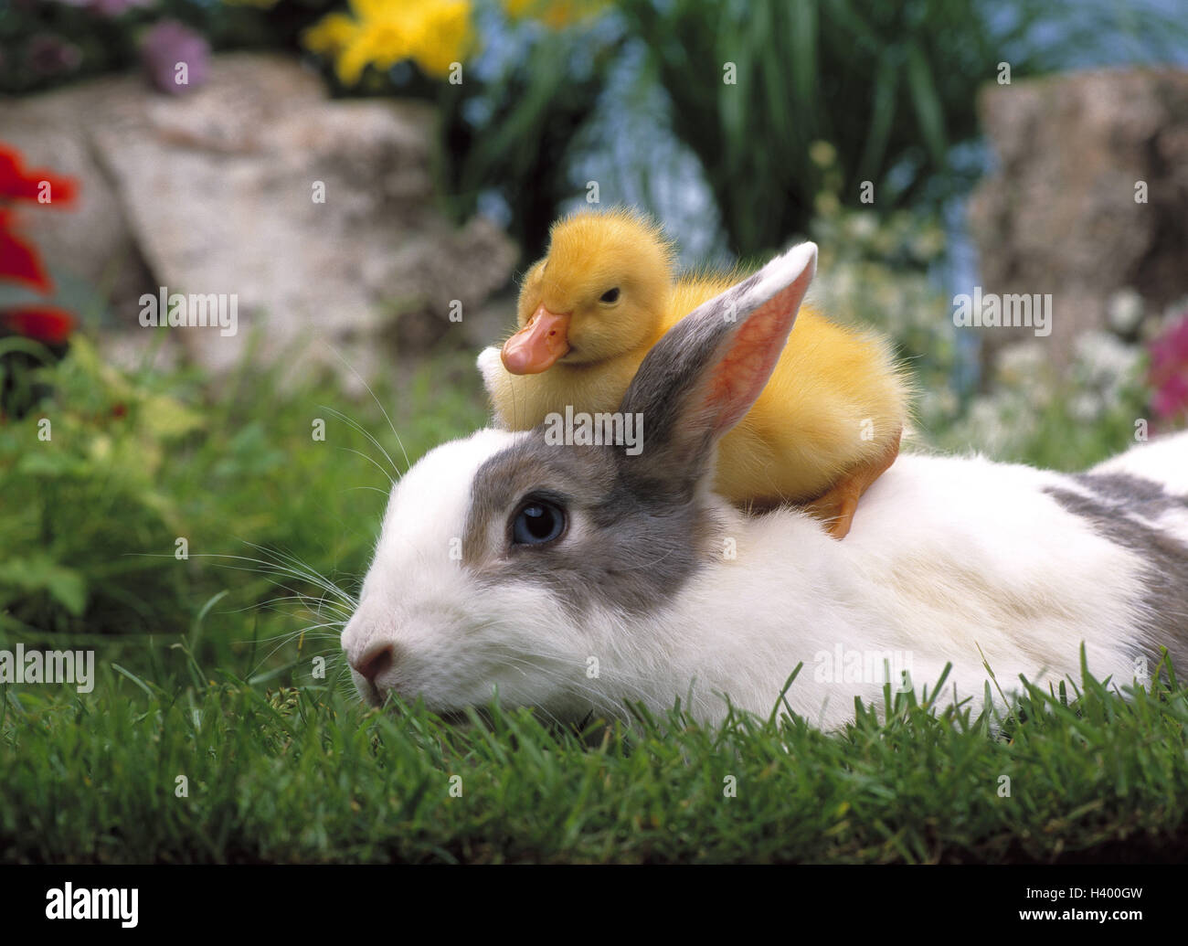 Ducklings, rabbits, grass, animal, chick, hare, spring, garden, animal friendship, Easter, Stock Photo