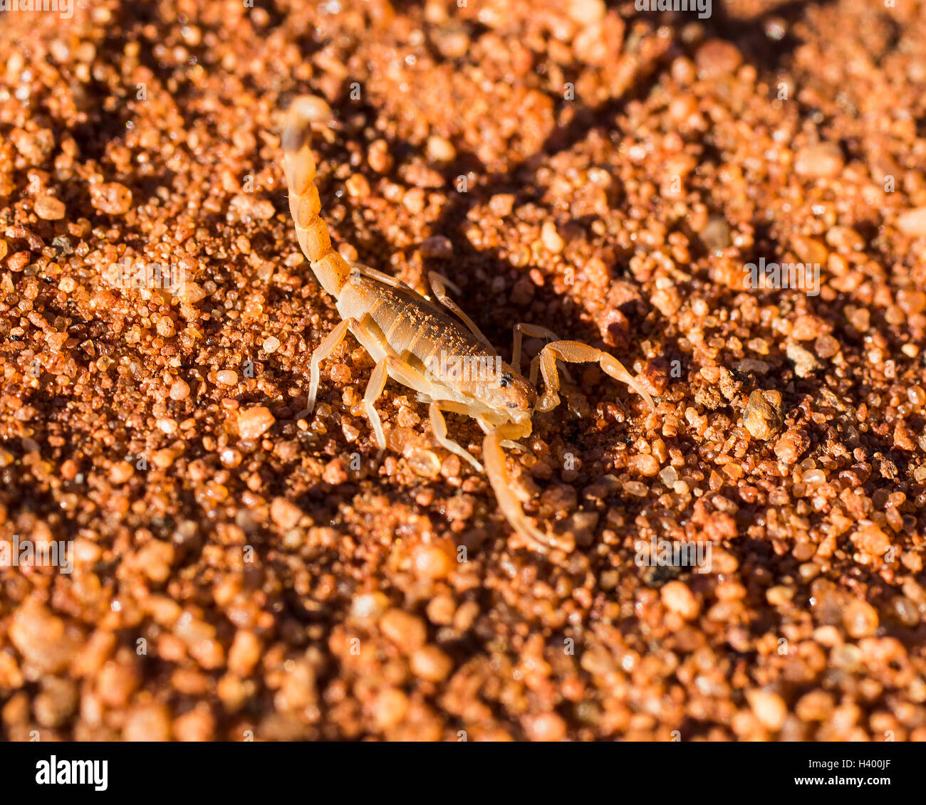 High angle close-up of scorpion on ground Stock Photo