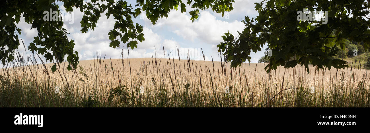 Tree trees grass field people hi-res stock photography and images - Alamy