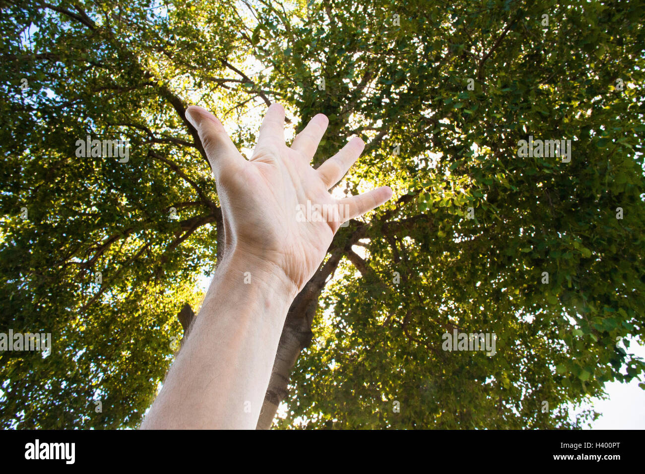 Cropped image of hand against tree growing outdoors Stock Photo - Alamy