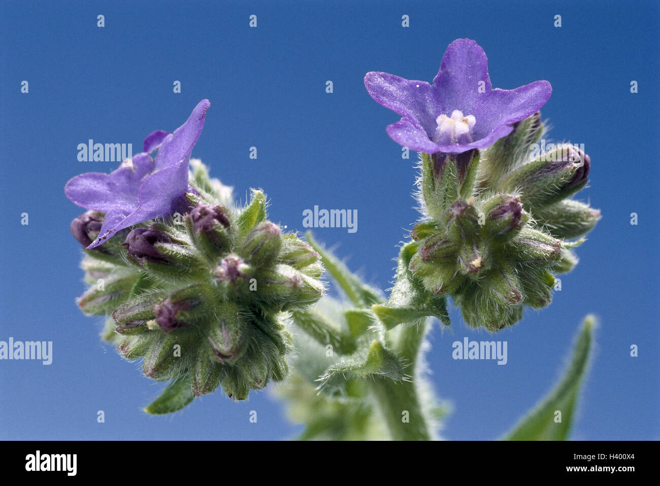 Stinkwurz, Alkanna tinctoria, blossoms, close up, nature, botany, flora, plants, flowers, medicinal plants, Färbepflanze, Färber-Alkanna, Alkanna, borage plants, Boraginaceae, blossom, blossom, blue, period bloom, from May to June, Stock Photo