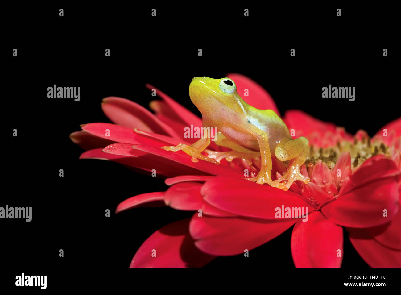 Tree frog sitting on flower Stock Photo