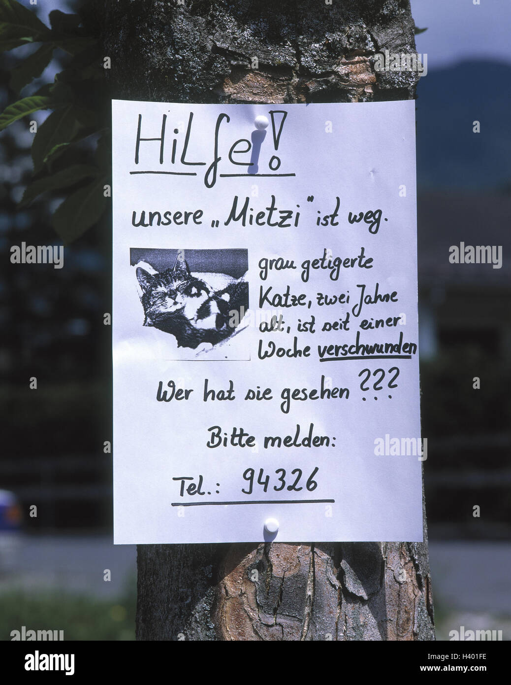 Trunk, search poster, 'cat surveys', tree, strain, slip of paper, missing person's report, pet, house cat, run away, disappeared, search, attention, assistance, look around, search operation, material recording Stock Photo