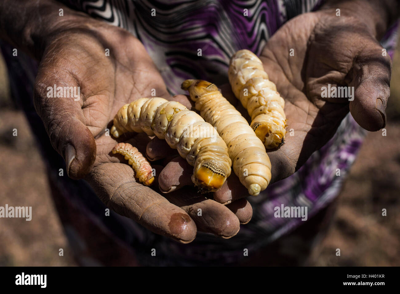 Midsection of man holding witchetty grubs Stock Photo