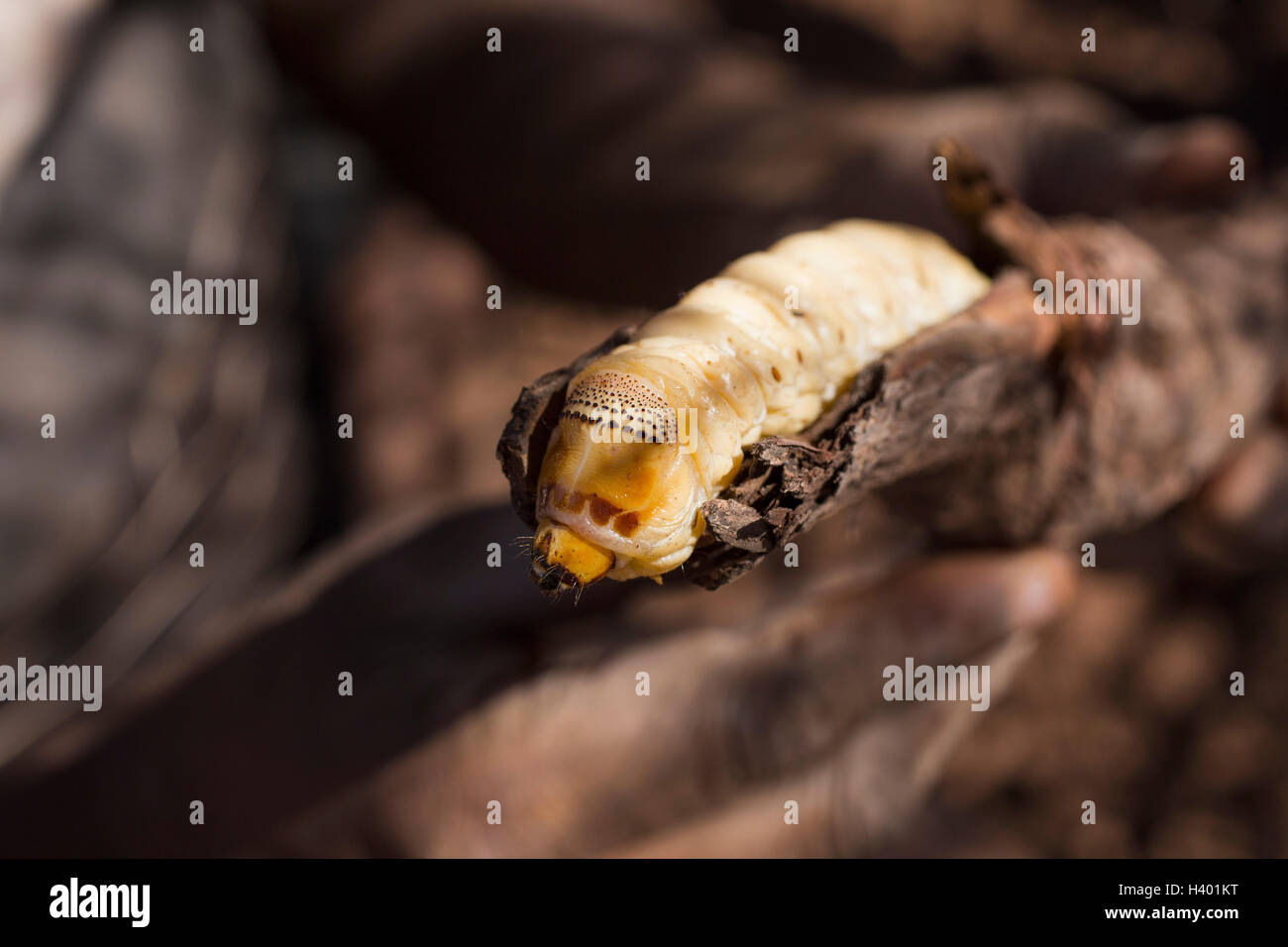 Close-up of witchetty grub in branch Stock Photo