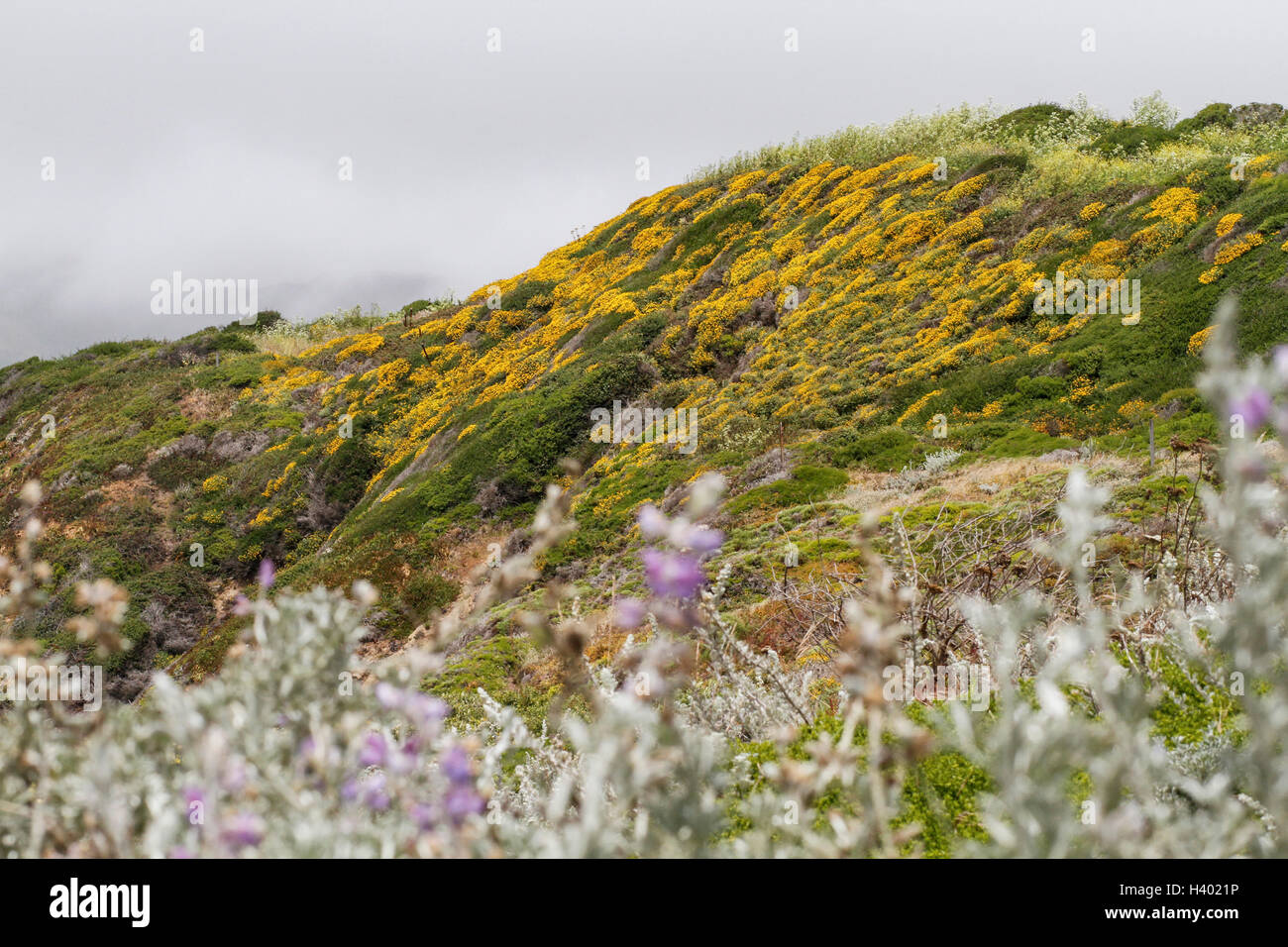 Scenic view on foggy hi-res stock photography and images - Alamy