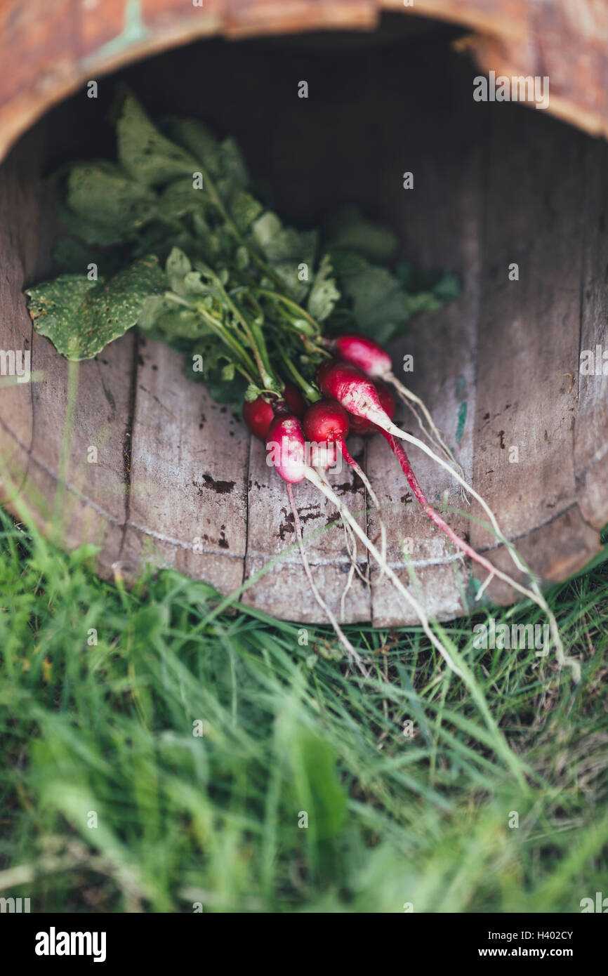 High angle view of red radishes in wooden container at field Stock Photo