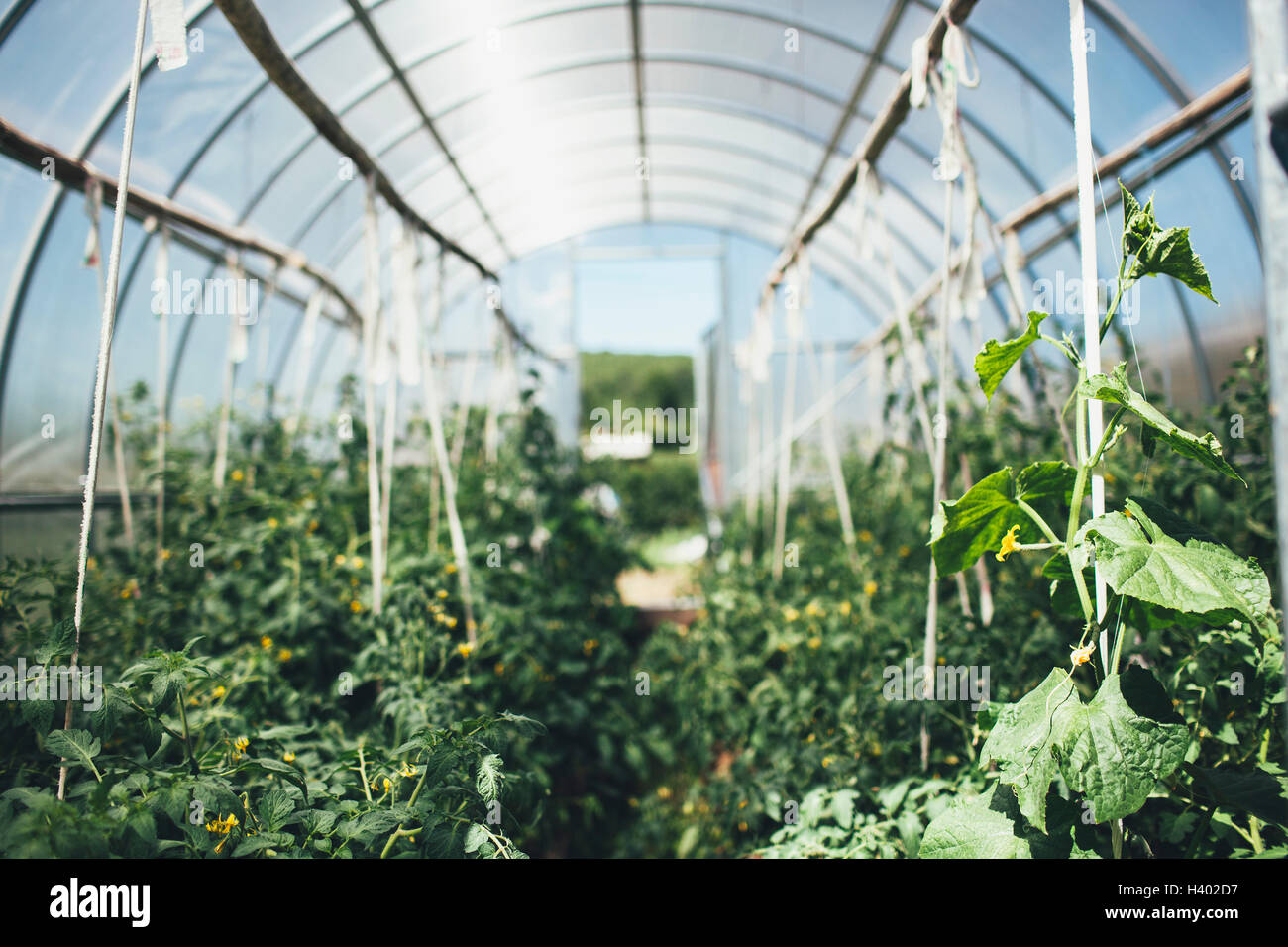Vegetable plants growing in greenhouse Stock Photo Alamy