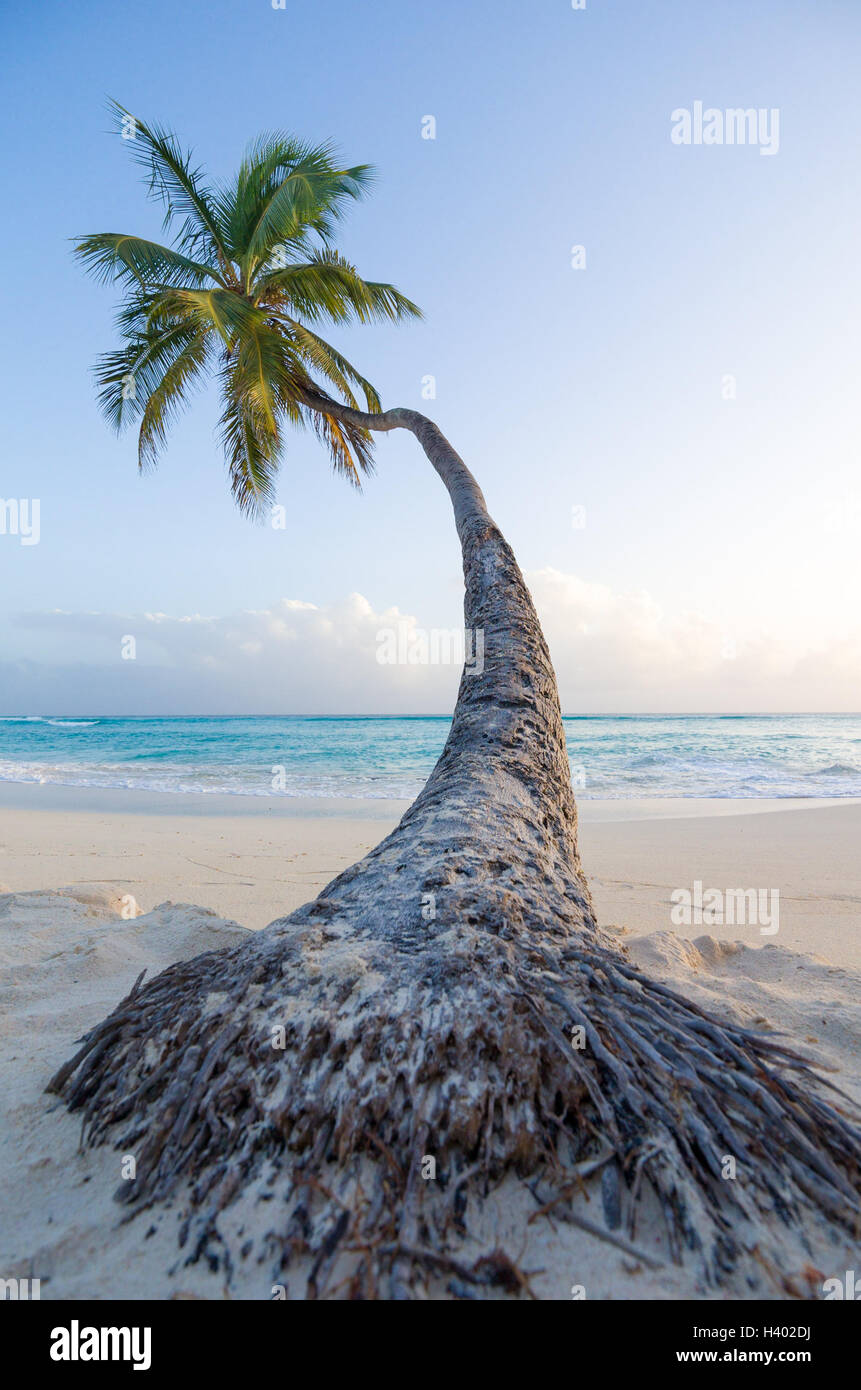 Palm tree on worthing beach, Barbados, Caribbean Stock Photo