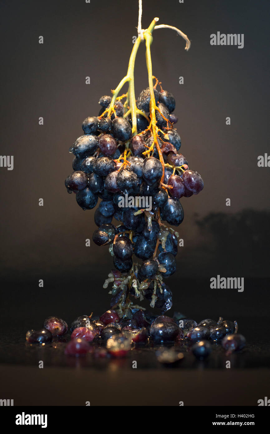 Close-up of grapes hanging on table against black background Stock Photo