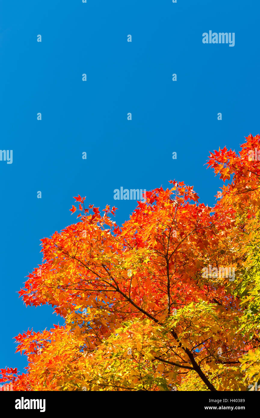 Autumn leaves sky background hi-res stock photography and images - Alamy