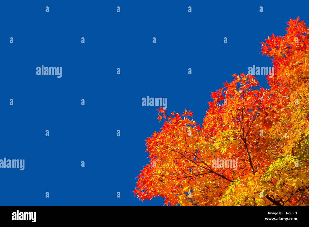 Autumn maple trees with red leaves against pure blue sky in Montreal ...