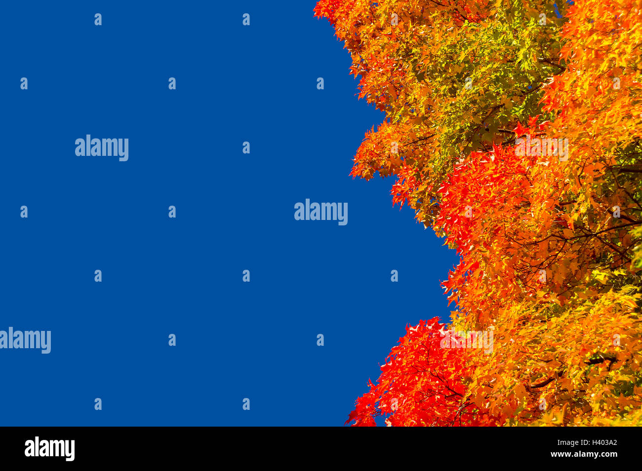Autumn maple trees with red leaves against pure blue sky in Montreal ...
