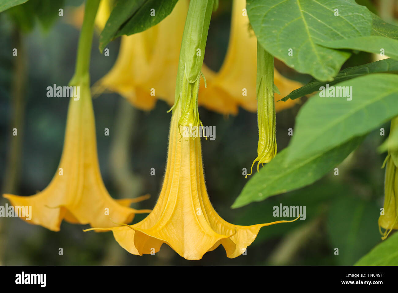 Yellow datura flowers in bloom Stock Photo - Alamy