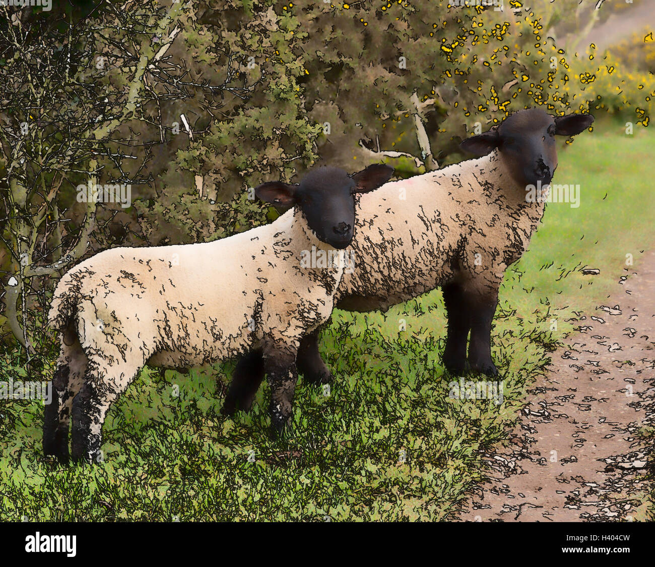 Two sheep with black face and legs illustration Stock Photo Alamy