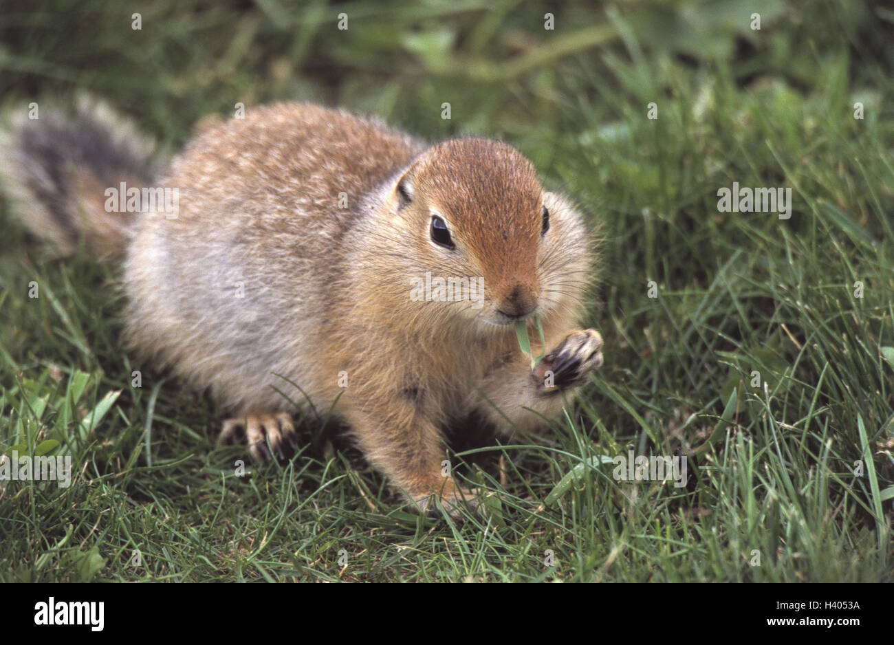 Alaska, Ziesel, Spermophilus parryi, animals, animal, Ziesel, rodents, rodent, croissant, Parry-Ziesel, arctic croissant, food search, ingestion Stock Photo
