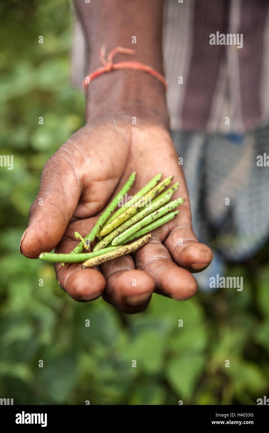 Farmer from Dhanwe Purana presents a handful of beans which he grew in a dry region of Jharkhand, India Stock Photo