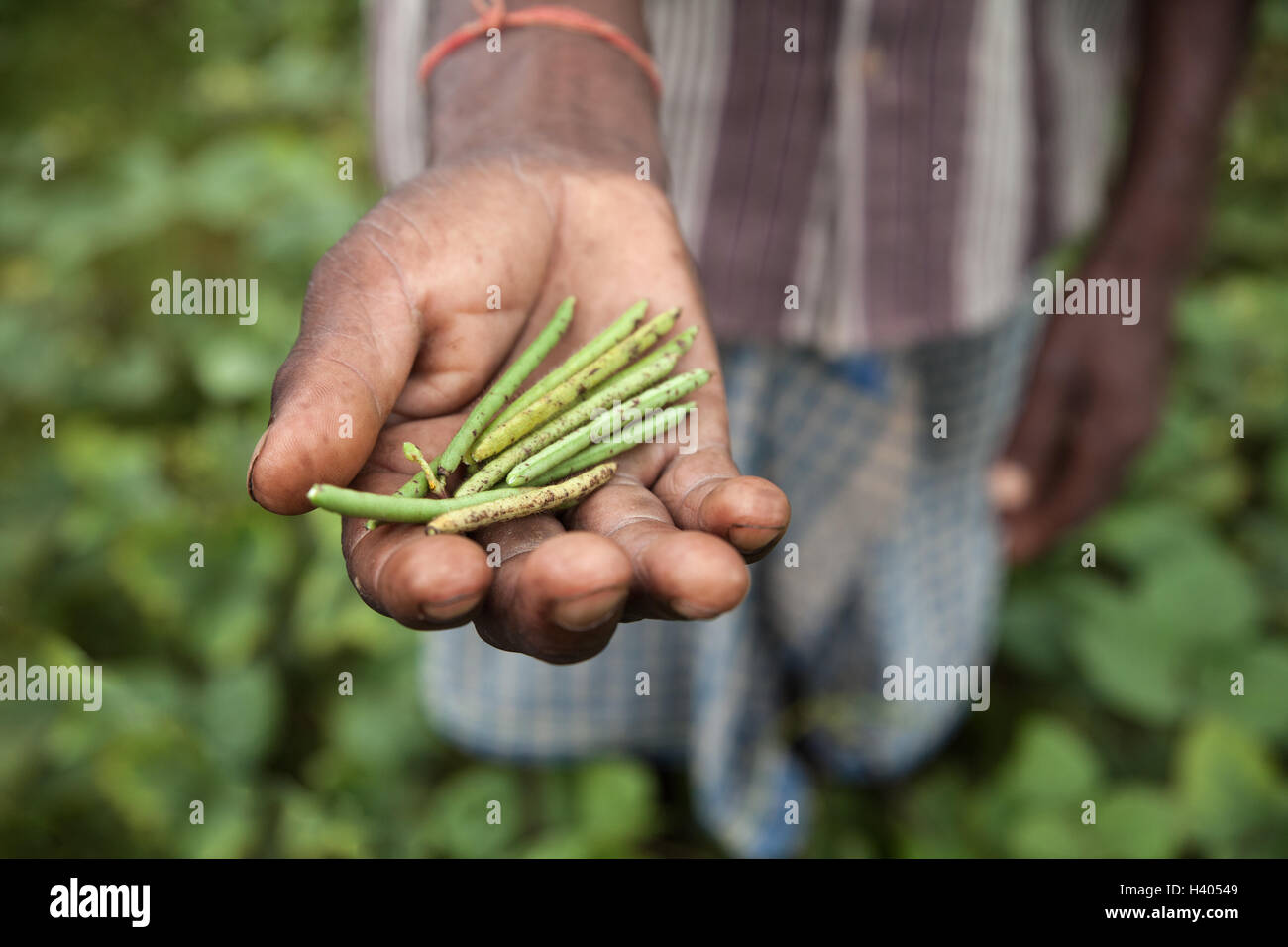 Farmer from Dhanwe Purana presents a handful of beans which he grew in a dry region of Jharkhand, India Stock Photo