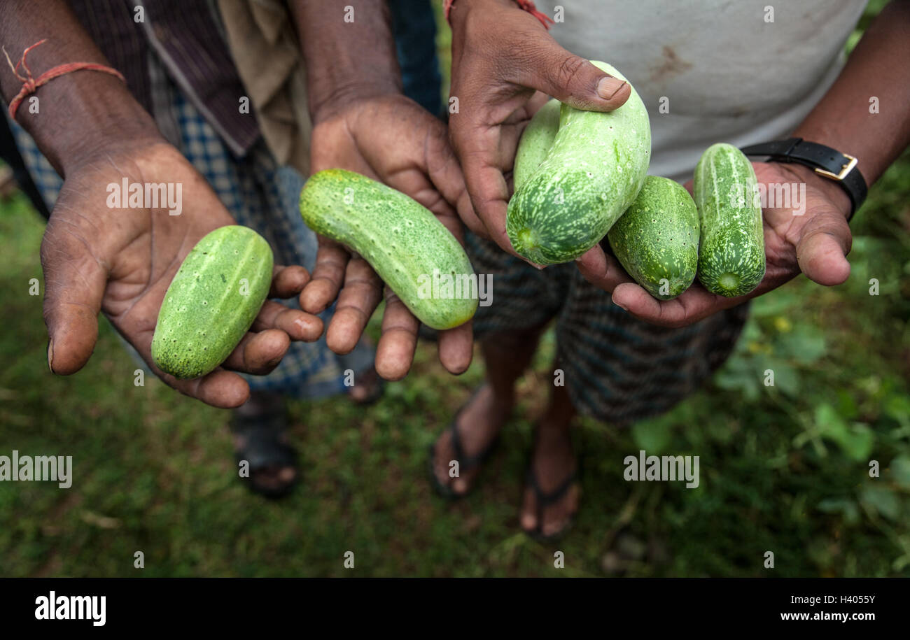 Farmers from Dhanwe Purana presents cucumbers which they grew in a dry region of Jharkhand, India Stock Photo