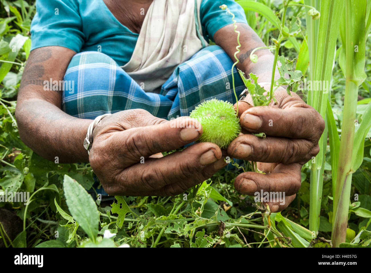 Indigenous Adivasi woman collecting an uncultivated ruit in a forest in Jharkhand, India Stock Photo