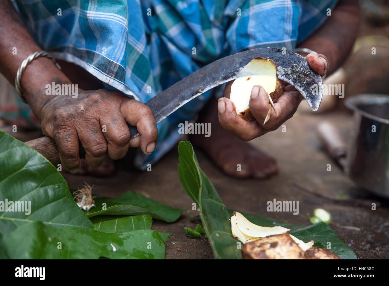 Indigenous Adivasi woman cuts an uncultivated potato with a sickle in Jharkhand, India Stock Photo