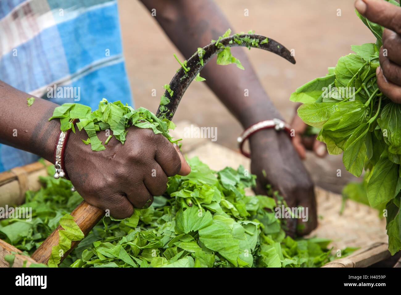 Woman cutting green leaves for a salad with a sickle in an indigenous Adivasi village in Jharkhand, India Stock Photo