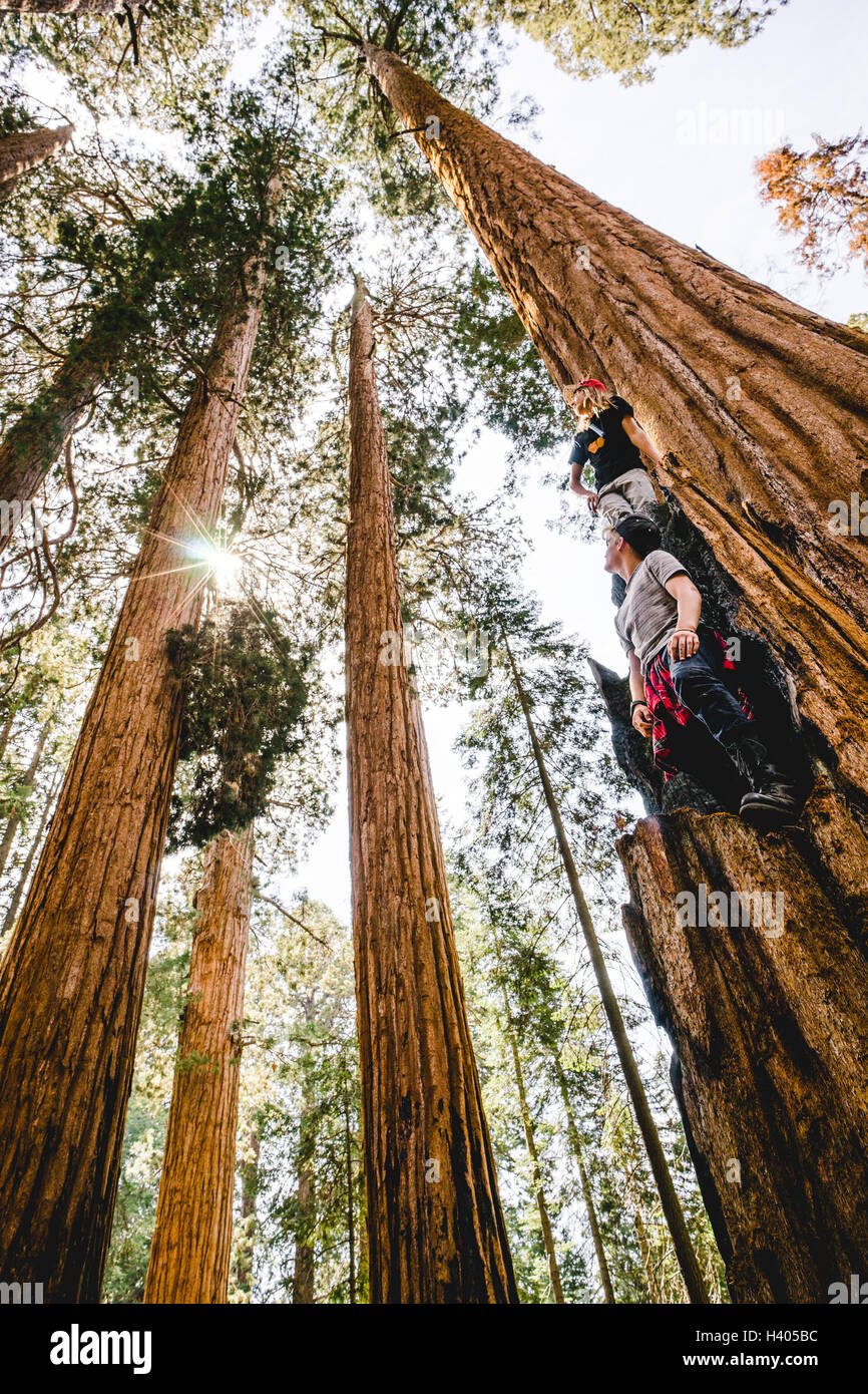 Two boys climbing Giant Sequoia trees, Sequoia national forest, California, United States Stock Photo