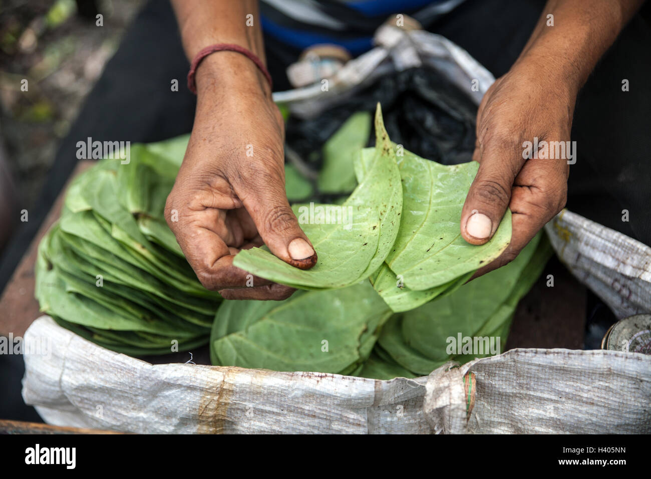 Street vendor in Kolkata, India, sorting leaves Stock Photo