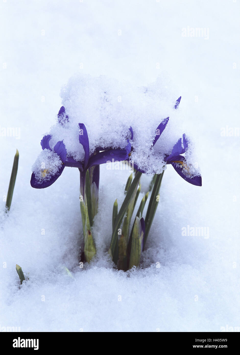 Dwarf's iris, iris reticulata, blossoms, snow, plants, plant, flowers