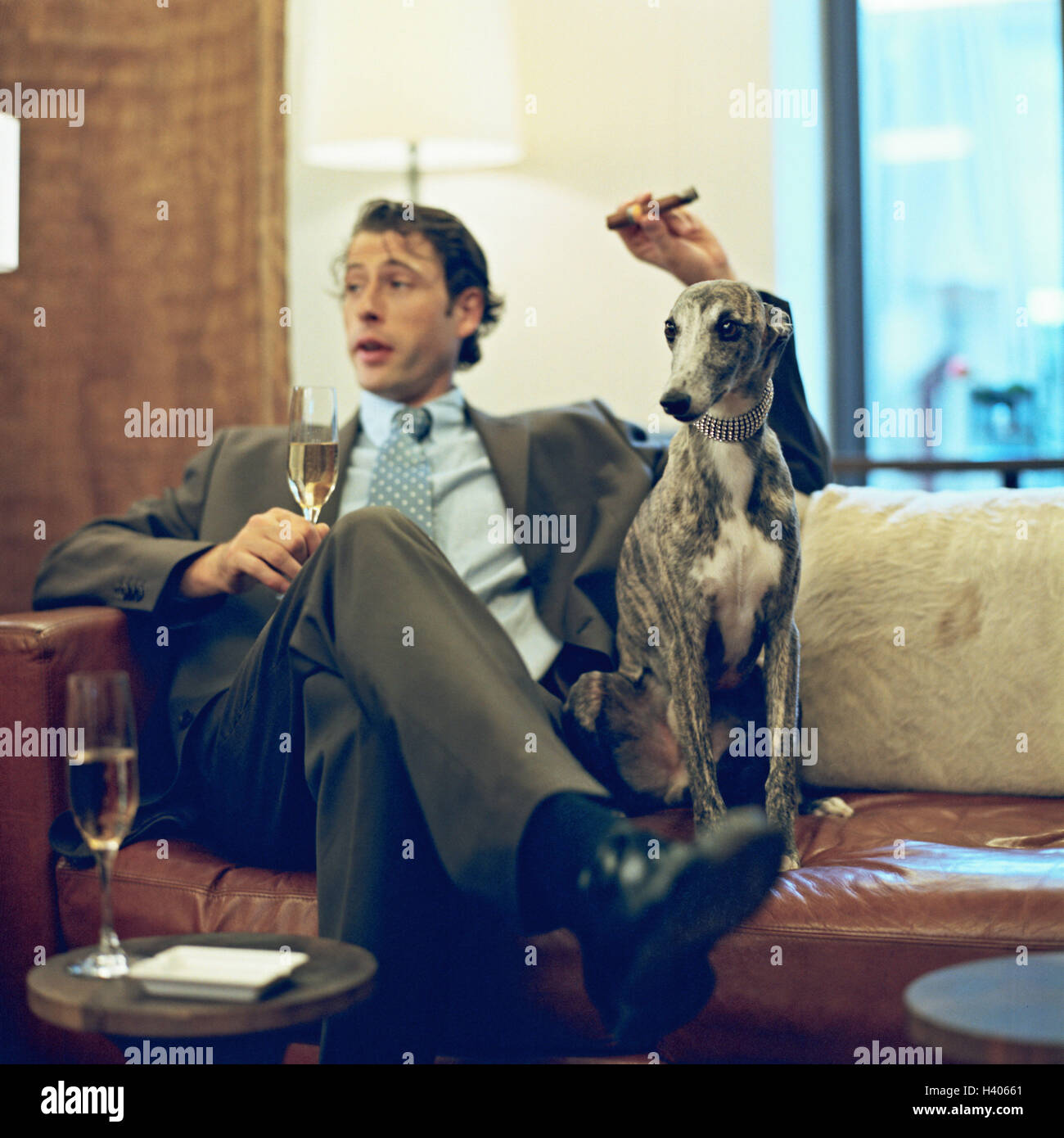 Living space, couch, man, cigar, smoke, champagne glass, dog, whippet, sitting room, smoker, luxury, snob, exclusively, luxuriously, luxury lives, wealth, champagne glass, champagne, Sparkling Wine, mammal, greyhound, pet, pet dog, accompanying dog, anima Stock Photo