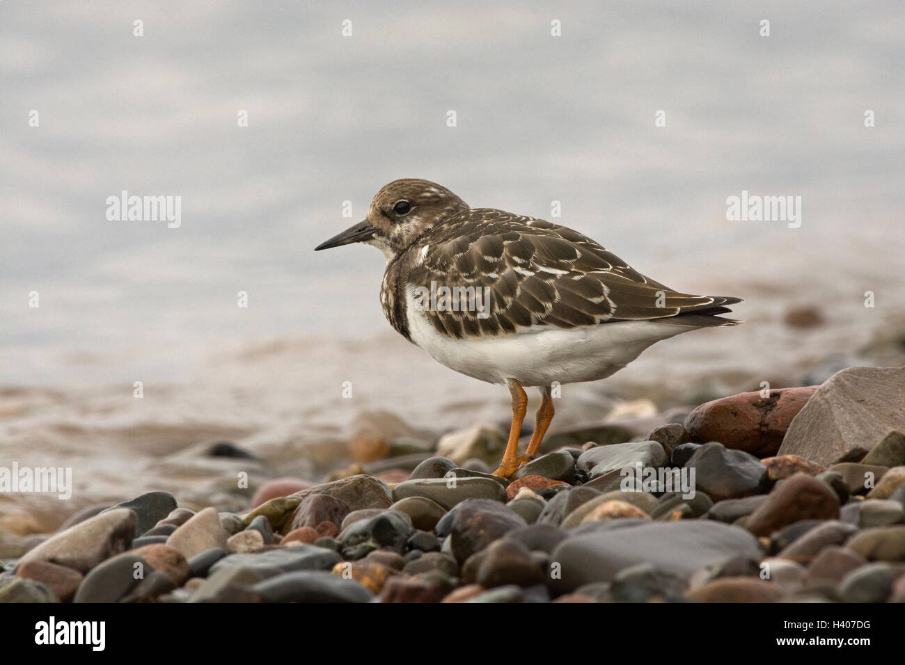 Ruddy Turnstone, Arenaria interpres, juvenile on pebbles by the Sea, Knott End on Sea, Lancashire, England, UK Stock Photo