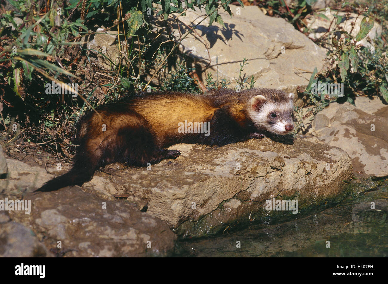 Forest brook, shore, ferret, Mustela, putorius furo domestica, animal