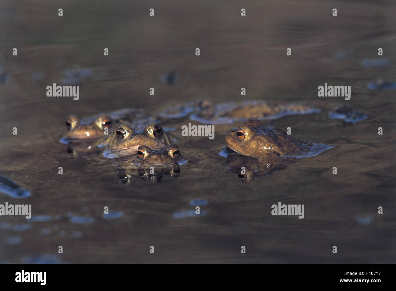 Earth toads, Bufo bufo, swim waters, animals, amphibians, Amphibia ...