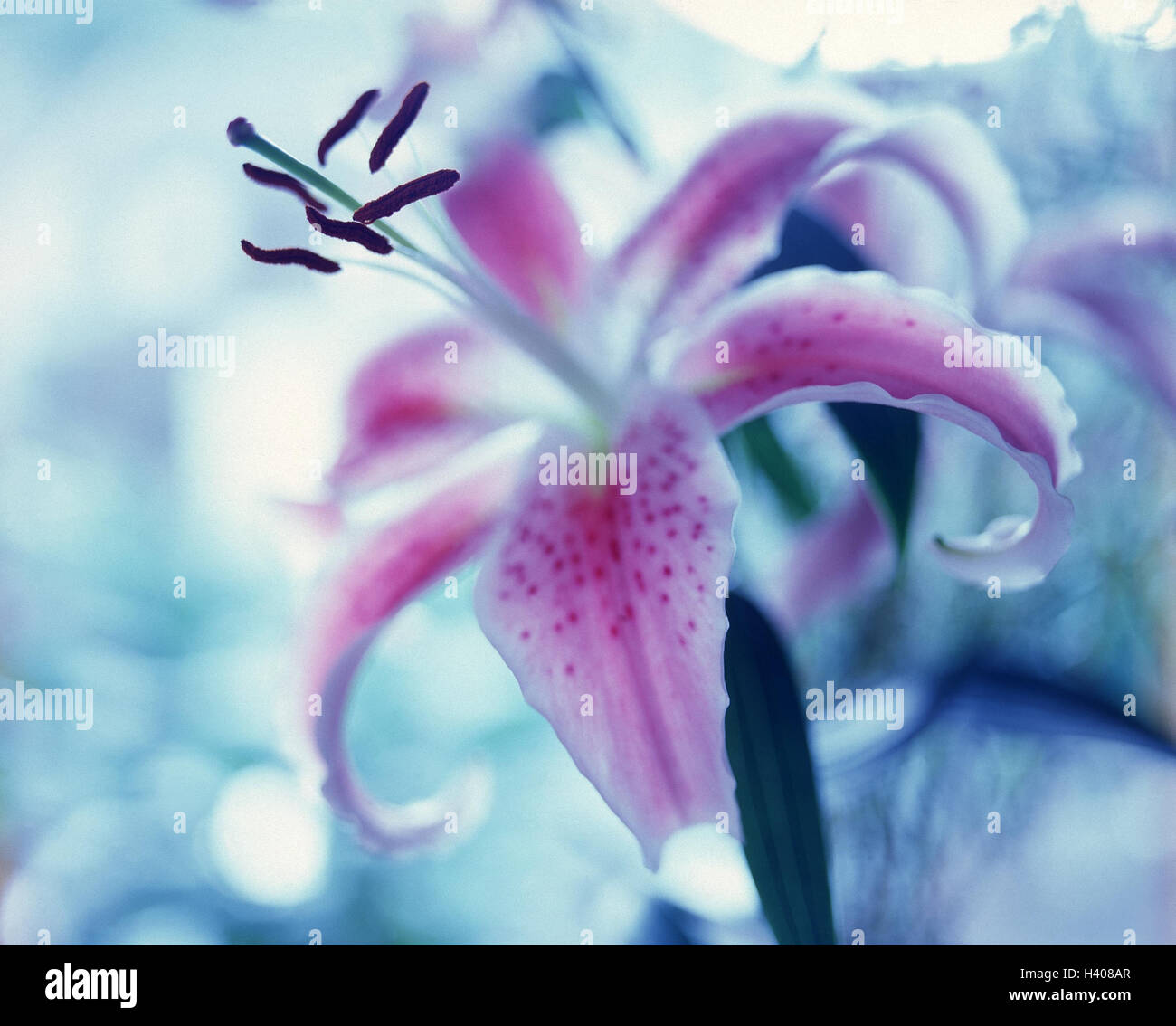 Fire lily, Lilium bulbiferum, lily, fire lily, fire lilies, lilies