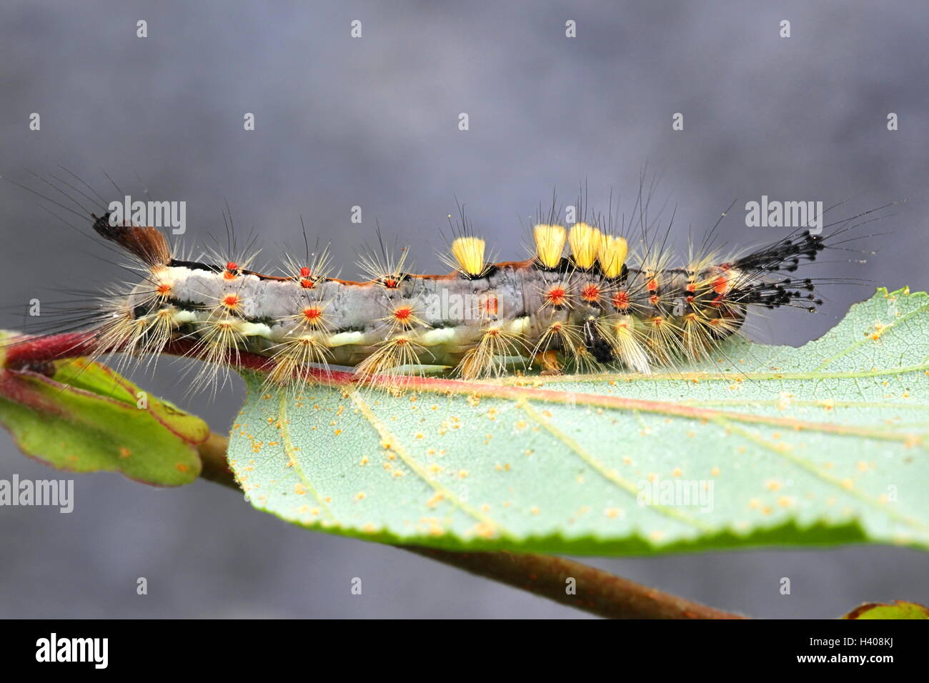 Caterpillar of Rusty Tussock Moth, known also the Vapourer Stock Photo