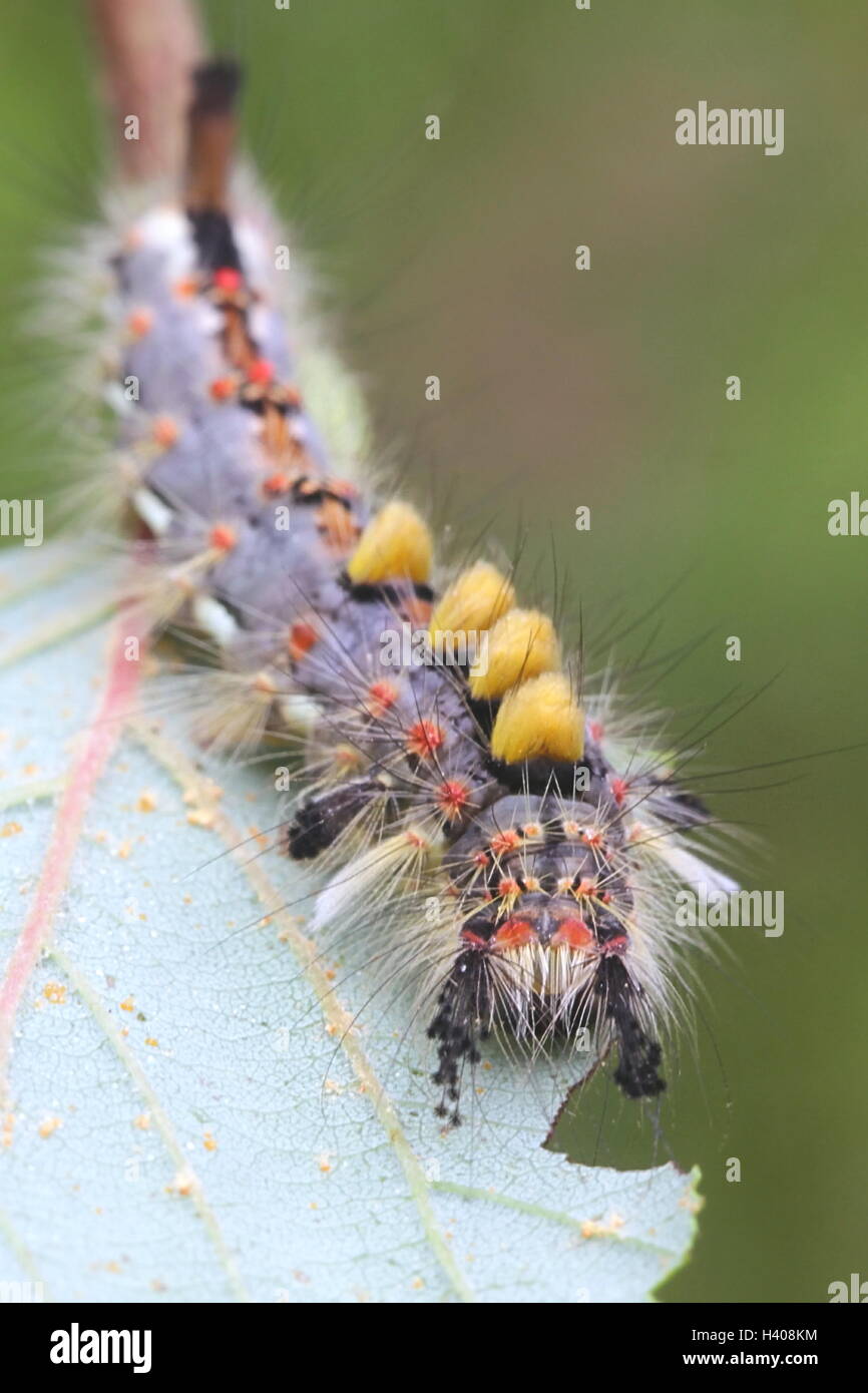 Caterpillar of Rusty Tussock Moth, known also the Vapourer Stock Photo