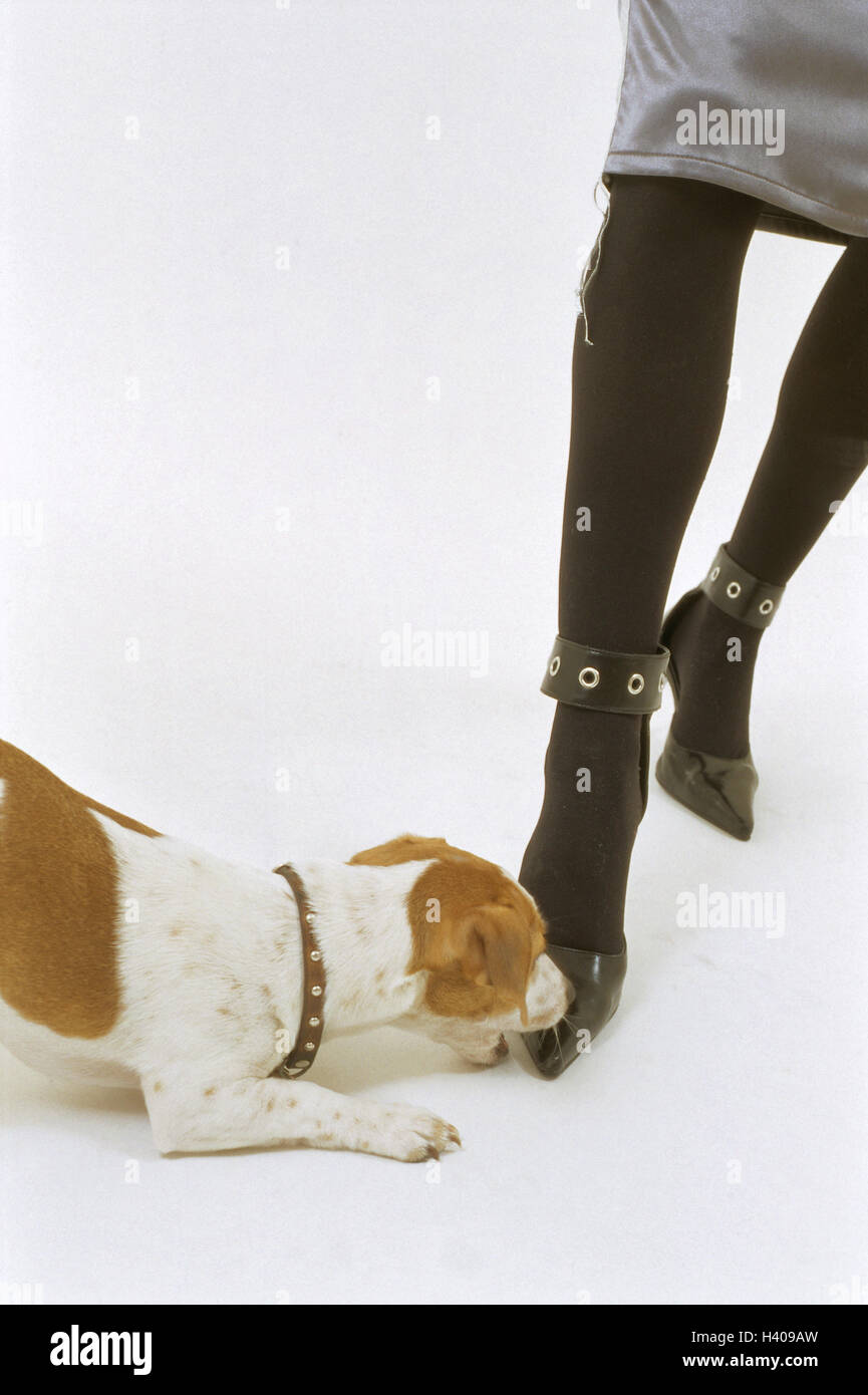 Dog biting shop shoes