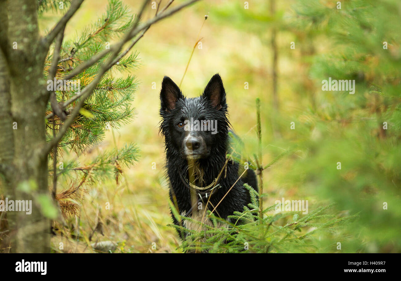 Black dog in the woods Stock Photo