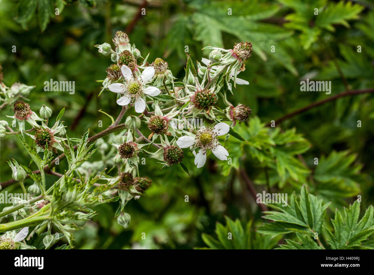 Rubus fruticosus Stock Photo