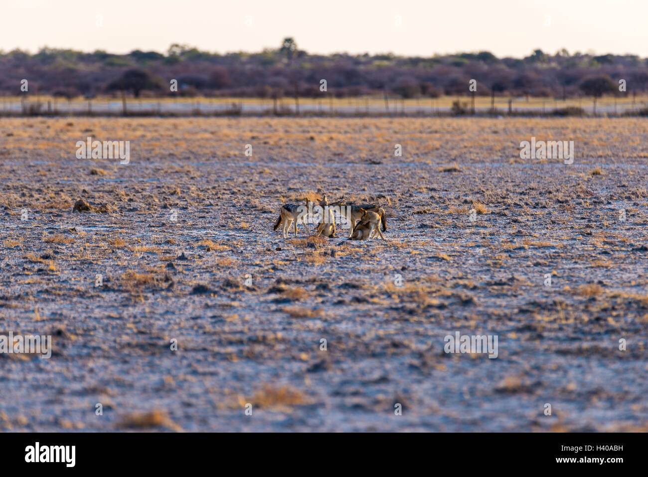 Group of Black Backed Jackals on the desert pan at sunset. Etosha National Park, the main travel destination in Namibia, Africa. Stock Photo