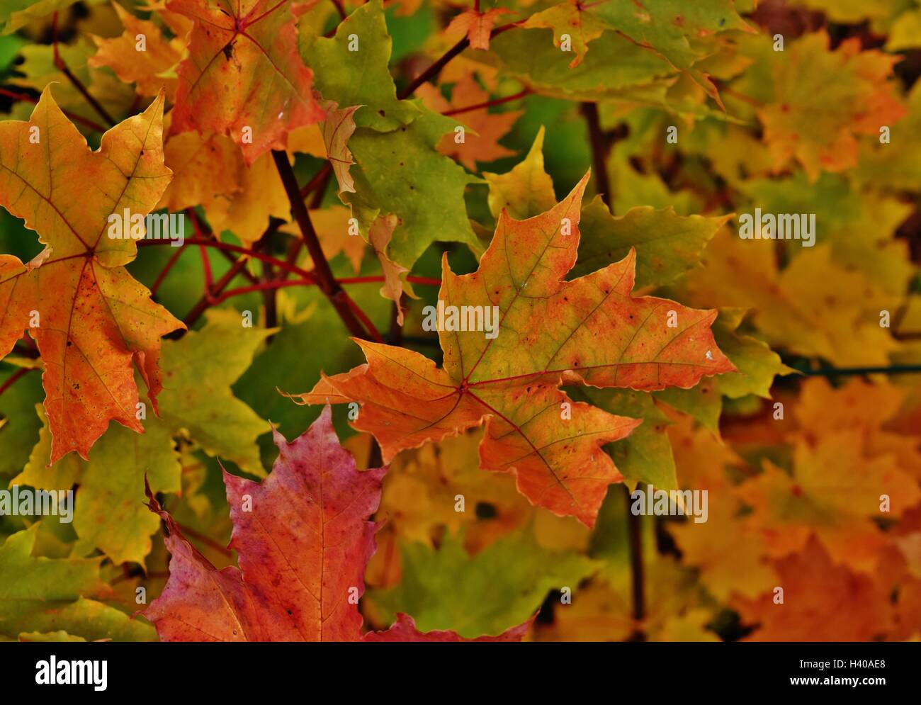 Maple leafs hi-res stock photography and images - Alamy