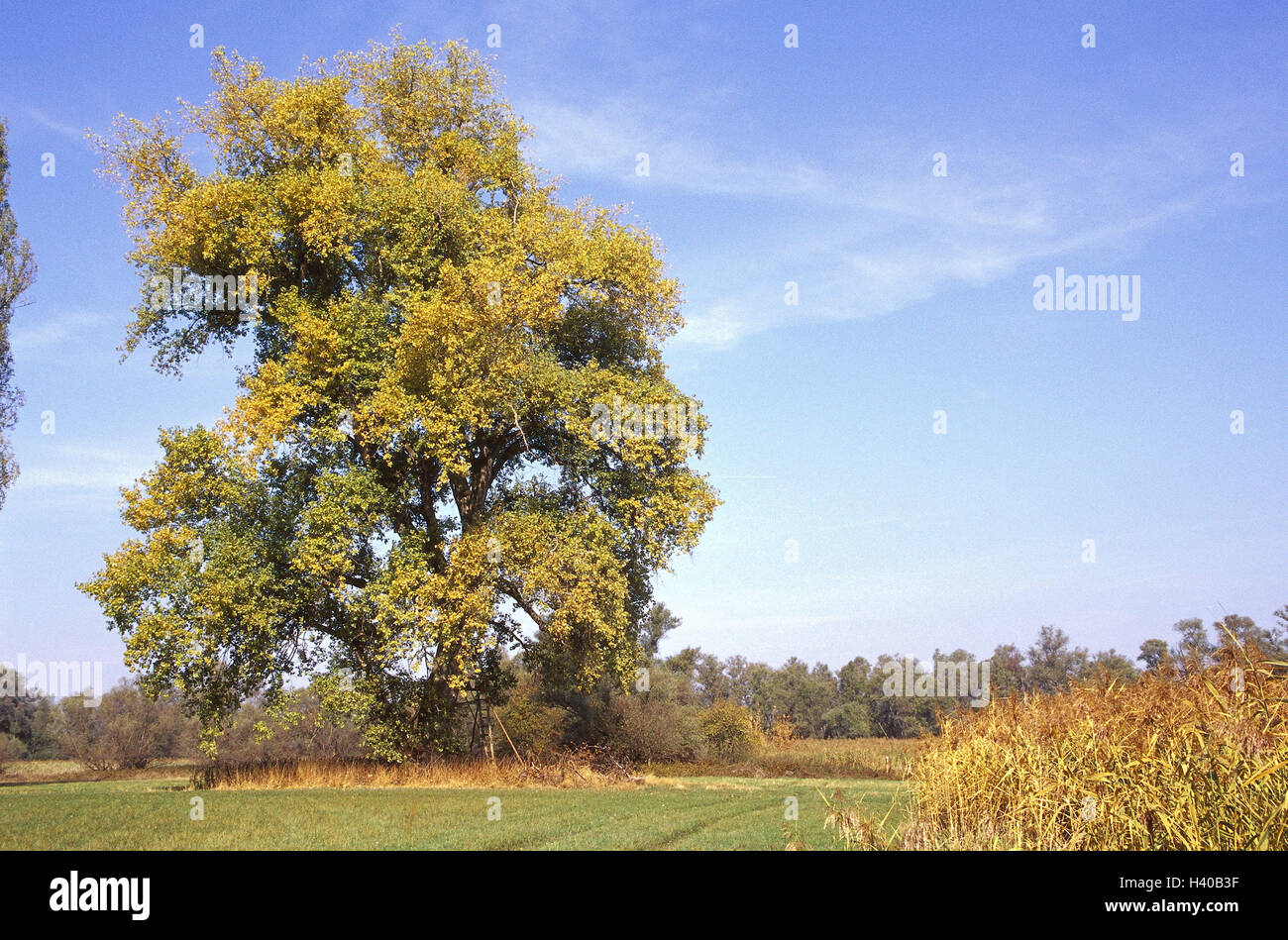 Field margin, silver poplar, Populus, Populus alb, autumn, scenery