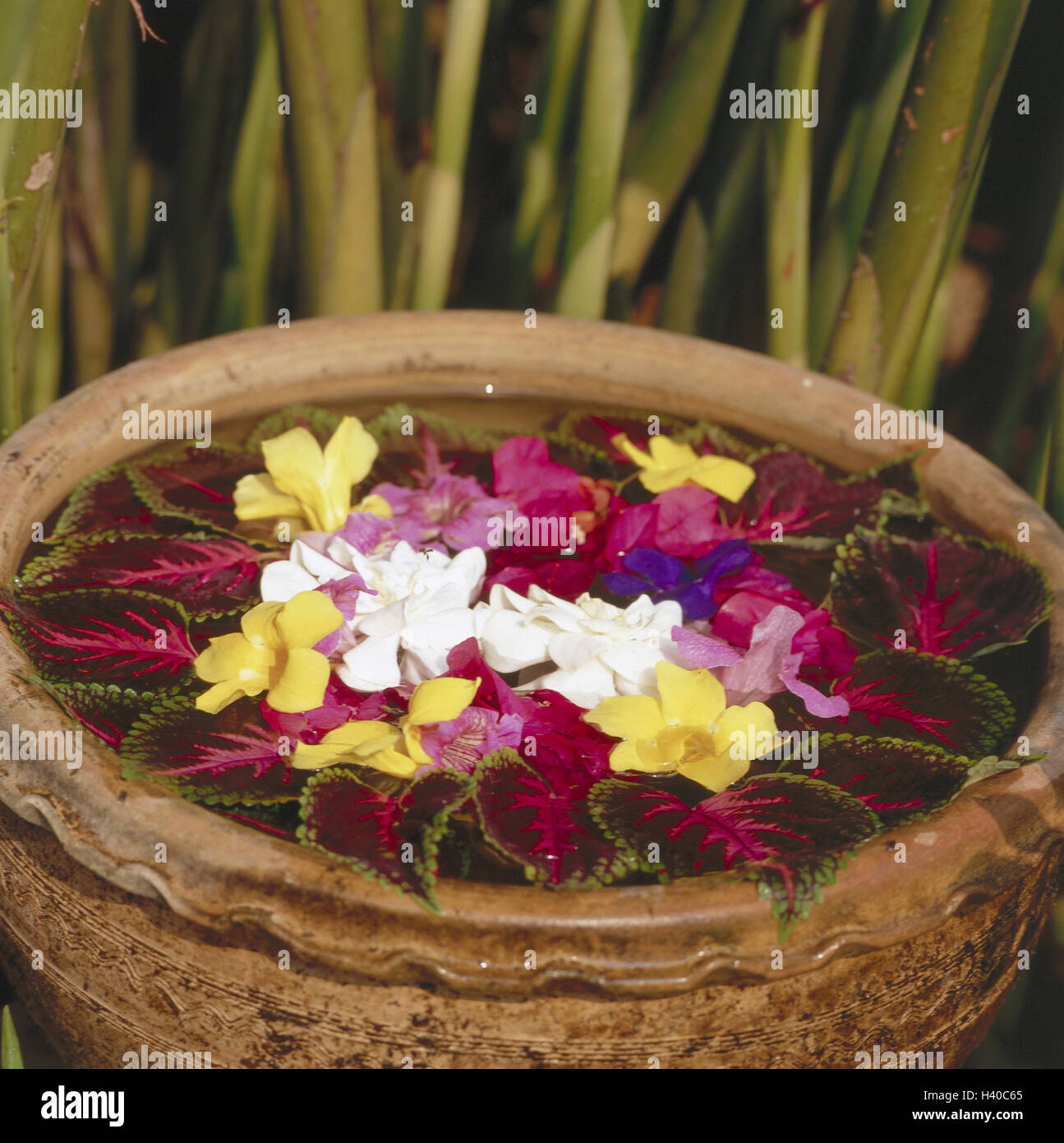 Laos, Vang Vieng, sacrificial site, water peel, detail, blossoms, leaves, Asia, Indochina, peel, water, water surface, flowers, flower heads, brightly, colourfully, coloured nettles, offerings, offering, faith, religion, Buddhism, tradition, traditions, S Stock Photo