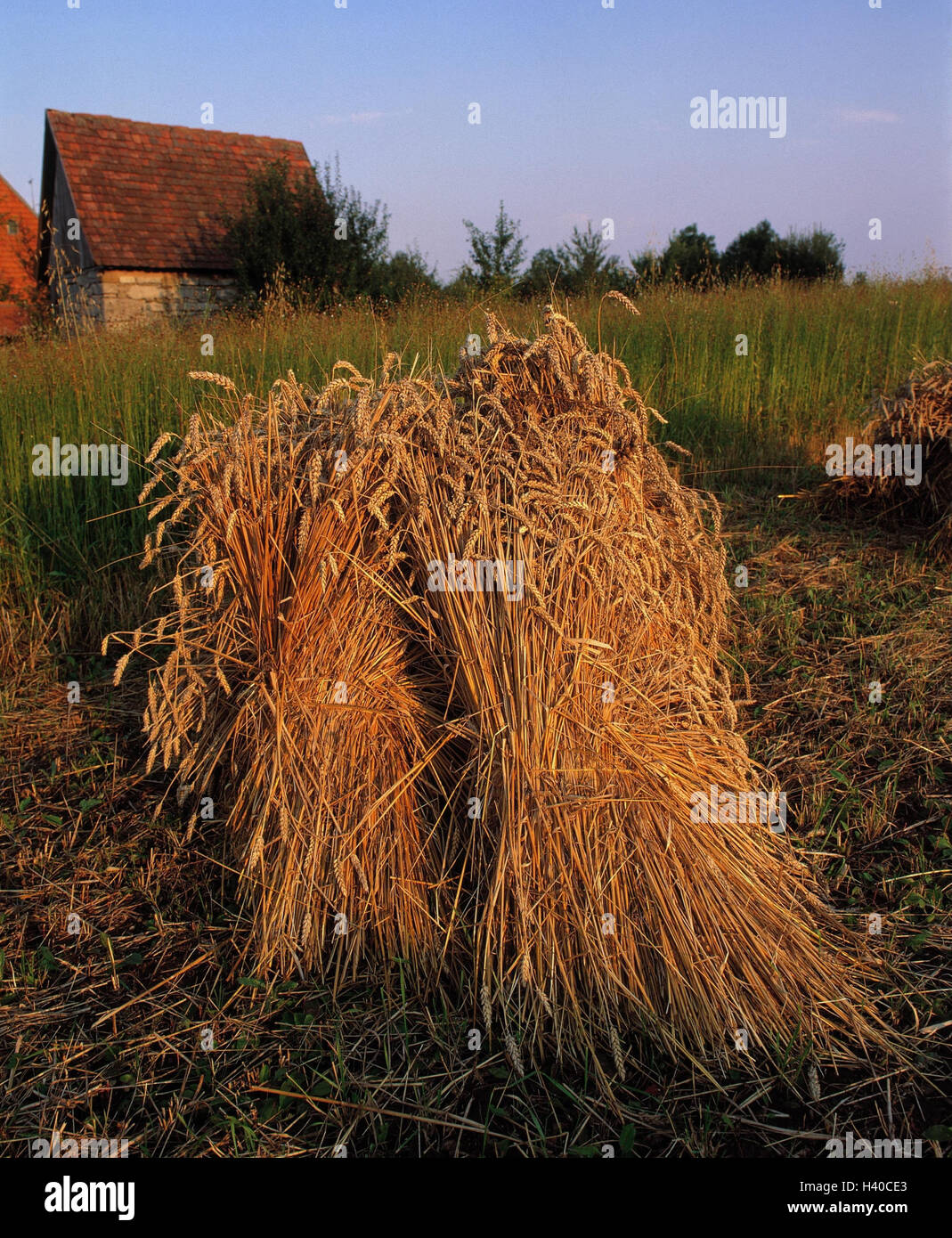 Sheaves of grain hires stock photography and images Alamy