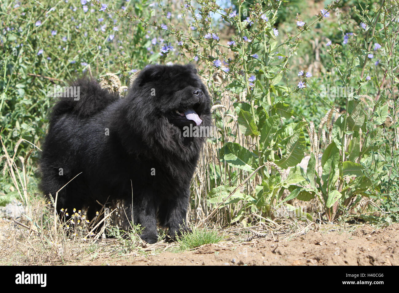 Chow chows black sales