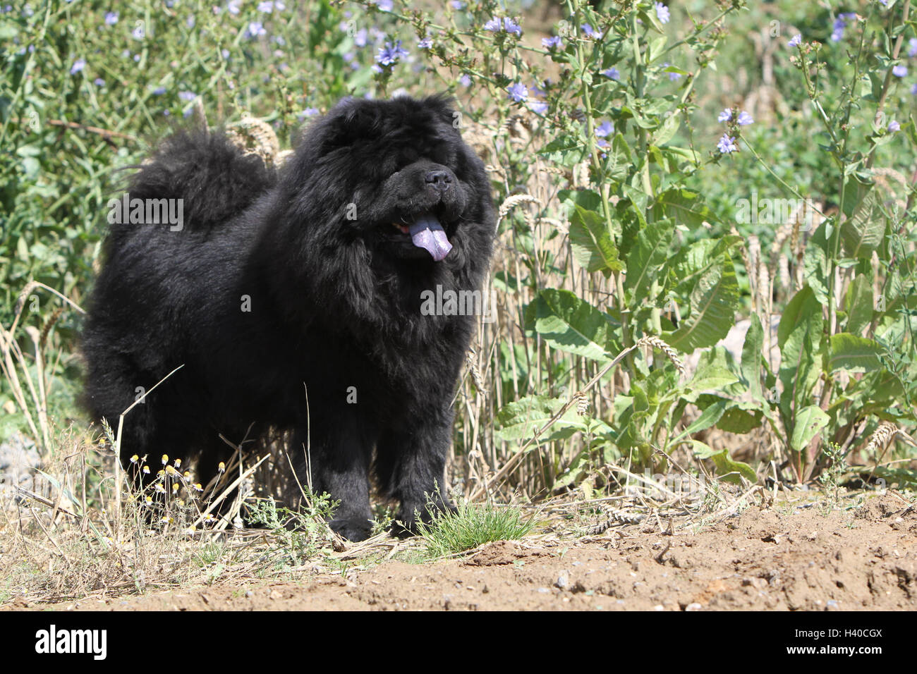 dog dogs chow chow chow-chow pet chows china pet adult black standing in a meadow Stock Photo