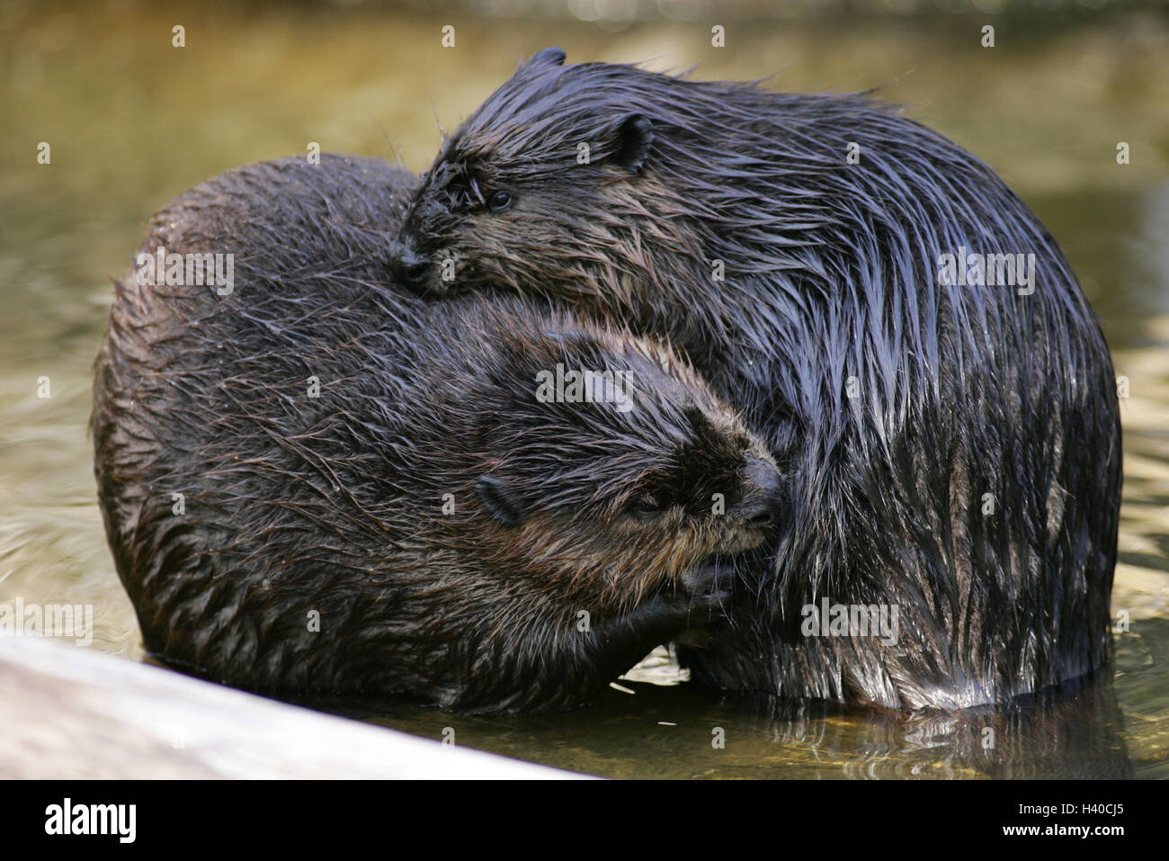Zoo, brook, Canadian beavers, Castor, canadensis, two, water, play, animals, mammals, rodents