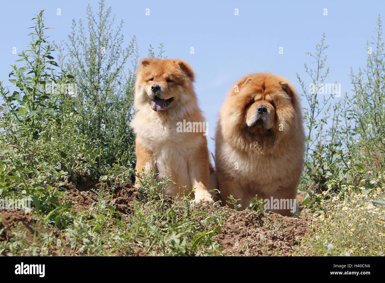 Wild 2025 chow chow