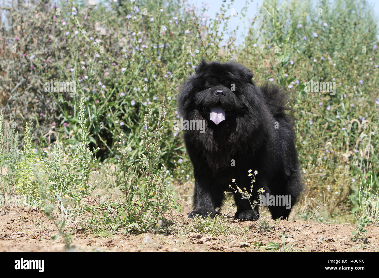 dog dogs chow chow chow-chow pet chows china pet adult black standing in a meadow Stock Photo