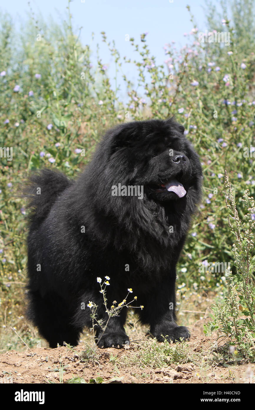 dog dogs chow chow chow chow pet chows china pet adult black